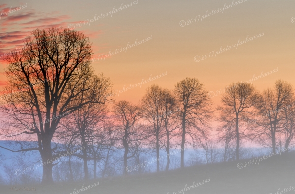 12 Trees And Fog On The Road To Erby Ford - Professional Buffalo River photography by Paul Caldwell